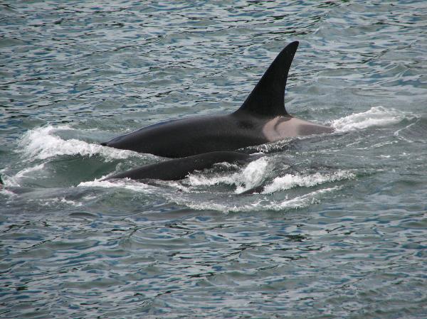Photo of Orcinus orca by Corey Cartwright